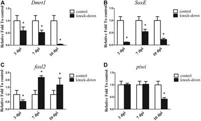 Identification and functional analysis of Dmrt1 gene and the SoxE gene in the sexual development of sea cucumber, Apostichopus japonicus